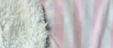 Toddler Pink and White Stripe Minky Fur Blanket