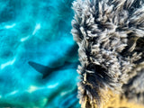 Toddler Sharks Minky Fur Blanket